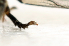 Cladius compressicornis