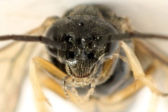 Cladius compressicornis