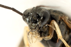 Cladius compressicornis