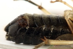 Cladius compressicornis