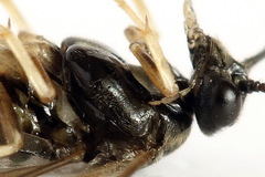 Cladius compressicornis