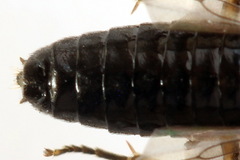 Cladius compressicornis