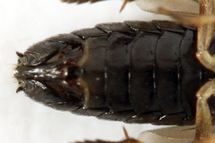 Cladius compressicornis