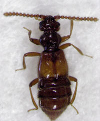 Sagola bipunctata