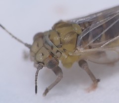 Anoeconeossa