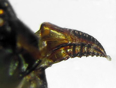 Cladius compressicornis