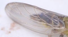 Anoeconeossa