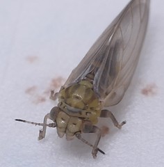 Anoeconeossa
