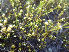 Thesium ericifolium