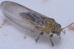 Anoeconeossa