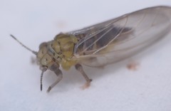Anoeconeossa