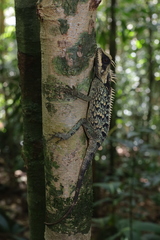 Acanthosaura cardamomensis