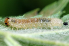 Cladius compressicornis