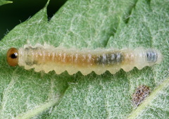 Cladius compressicornis