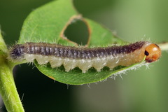 Cladius compressicornis