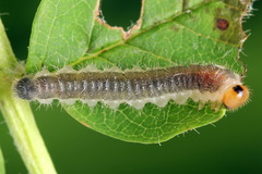 Cladius compressicornis