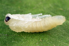 Cladius compressicornis