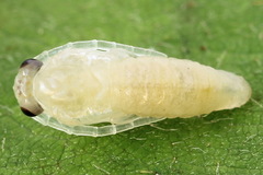 Cladius compressicornis