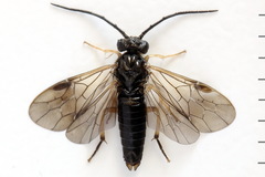 Cladius compressicornis