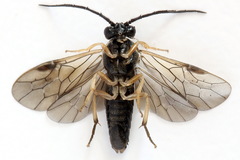 Cladius compressicornis