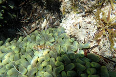 Helcogramma decurrens