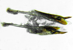 Cladius compressicornis