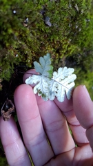 Aleuritopteris formosana