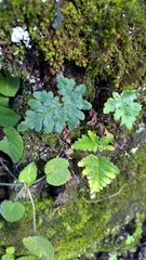 Aleuritopteris formosana