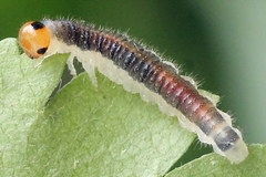 Cladius compressicornis