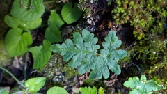 Aleuritopteris formosana