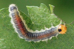 Cladius compressicornis