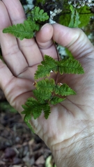 Aleuritopteris formosana