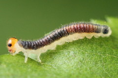 Cladius compressicornis