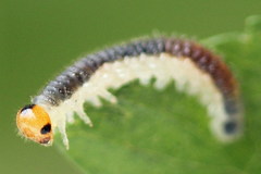 Cladius compressicornis