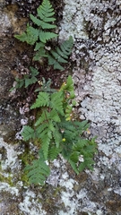 Aleuritopteris formosana