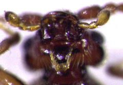 Sagola bipunctata