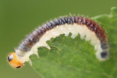 Cladius compressicornis