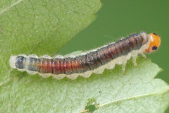 Cladius compressicornis