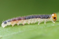 Cladius compressicornis