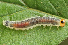 Cladius compressicornis