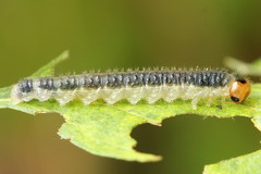 Cladius compressicornis