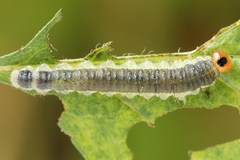 Cladius compressicornis