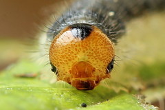 Cladius compressicornis