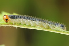 Cladius compressicornis