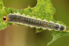 Cladius compressicornis