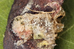 Cladius compressicornis