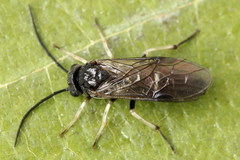 Cladius compressicornis