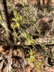 Pimelea curviflora
