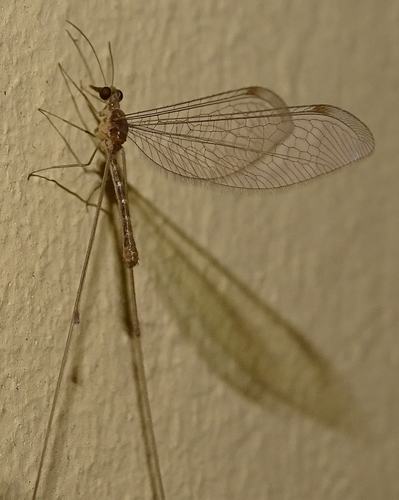 Thysanocroce damarae