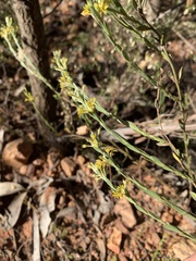 Pimelea curviflora